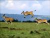 Africa Nature Animals (2)